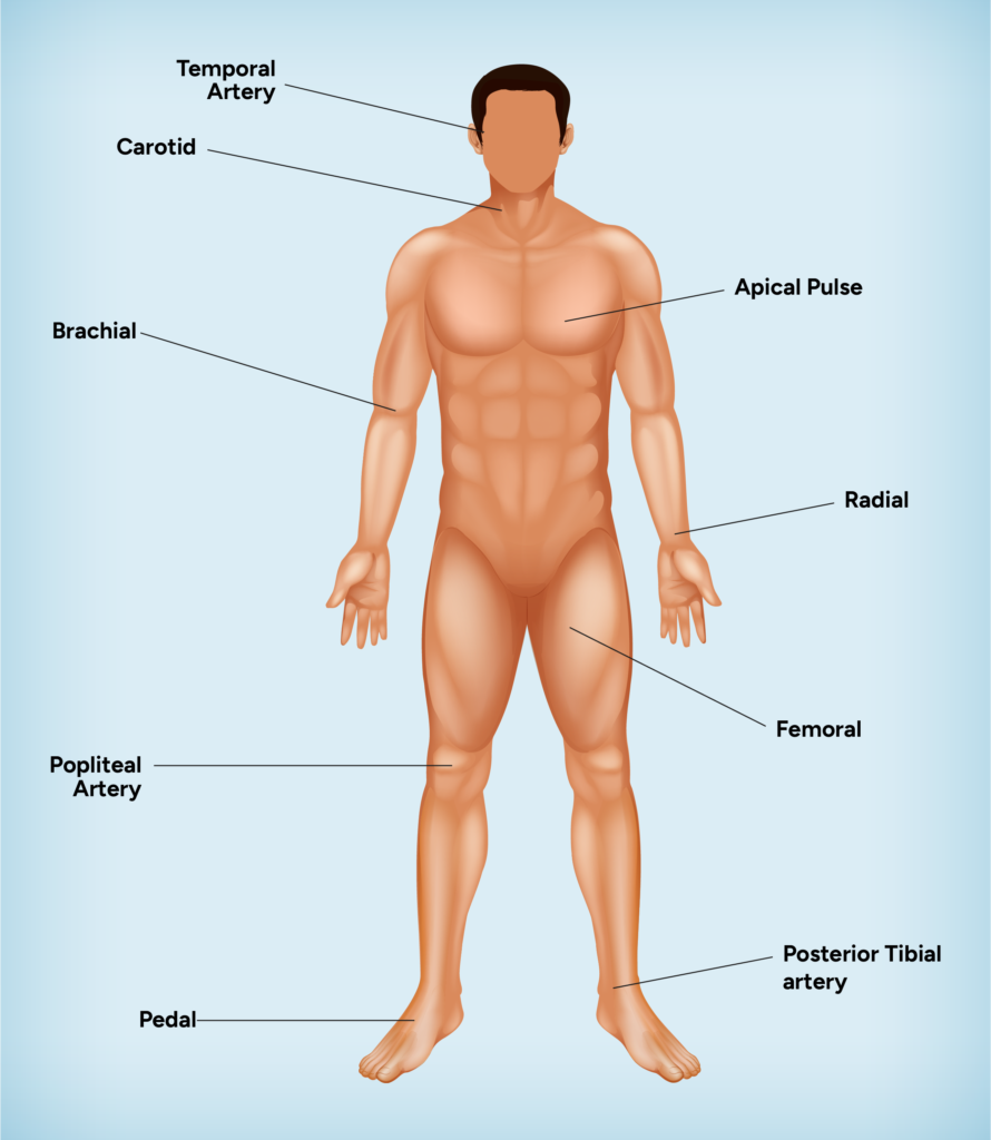 Pulse points on human body