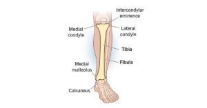 Anatomy of Tibia and Fibula Explained (Through Image)