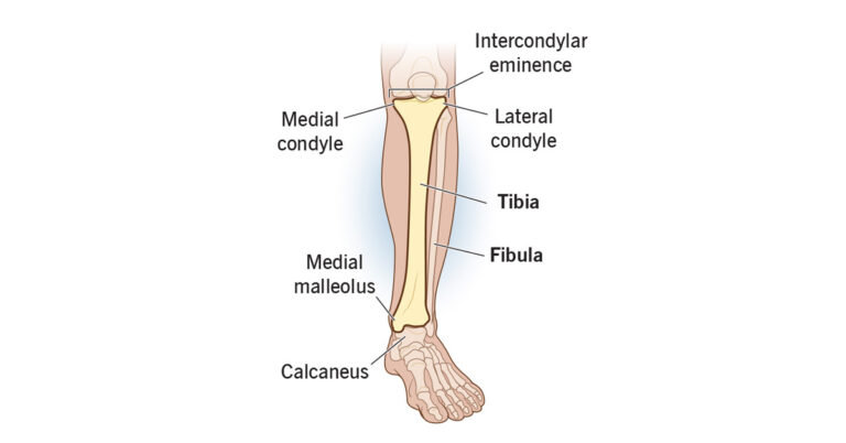Anatomy of Tibia and Fibula Explained (Through Image)