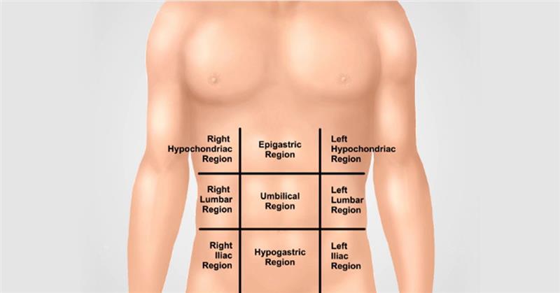 The Four Abdominal Quadrants Organs Role Of Each Quadrant The Four Abdominal Quadrants Organs Role Of Each Quadrant